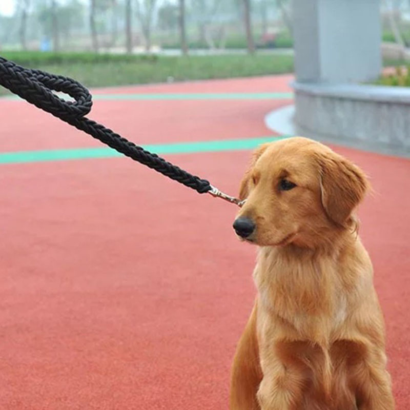 Braided Eight Strand Pet Walking Leash Durable Lead